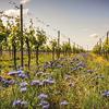 vineyard-item-04