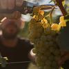 vineyard-tile-image