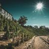 rajska-vinice-06
