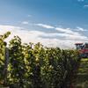 vineyard-item-01